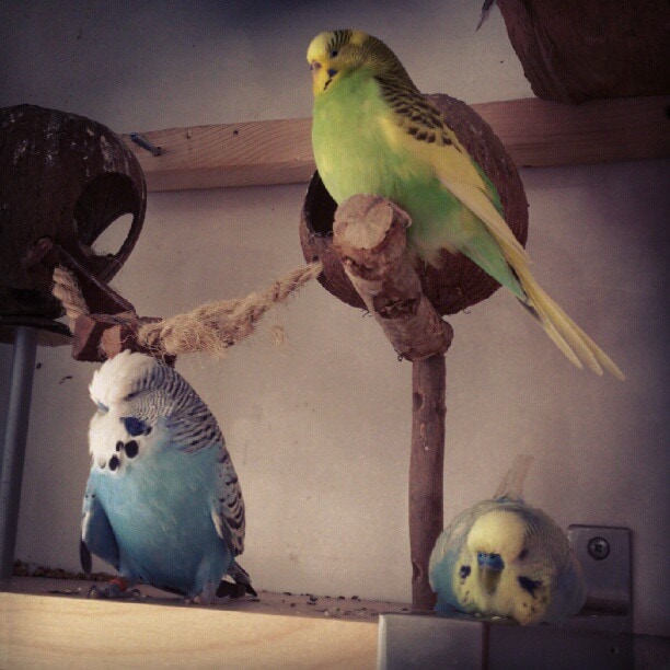 Entspannung am Sonntag.#Wellensittich #budgie #bird #animal #instagram