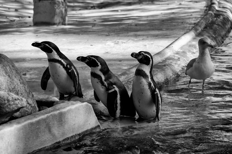 3 Humboldtpinguine