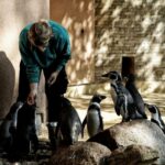 Frischer Fisch für Humboldtpinguine im Zoo Rostock