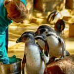 Fütterung der Pinguine im Zoo Rostock 2