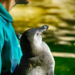 Humboldtpinguin-Männchen im Zoo Rostock genießt die Sonne