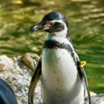 Humboldtpinguin-Männchen im Zoo Rostock