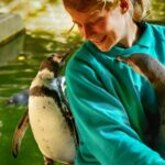 Tierpfleger mit Humboldtpinguin im Zoo Rostock 2