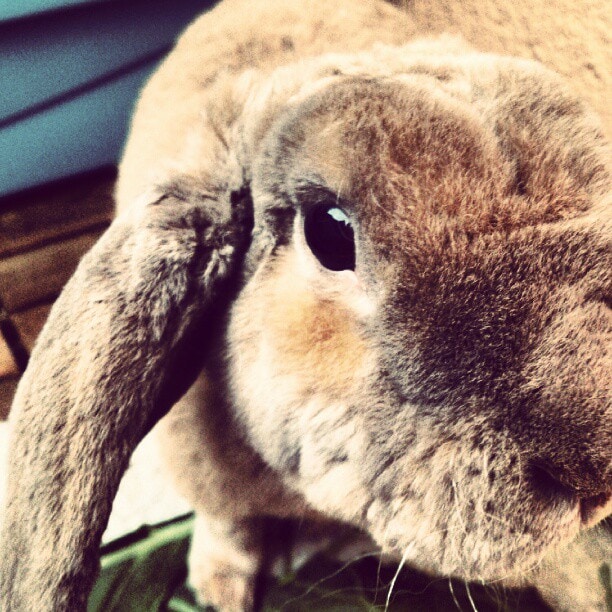 Mein Name ist Hase. #amazing #animal #rabbit
