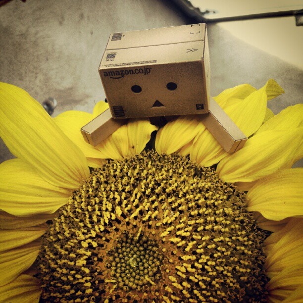 Danbo auf der Sonnenblume - Instagram auf Pixelino