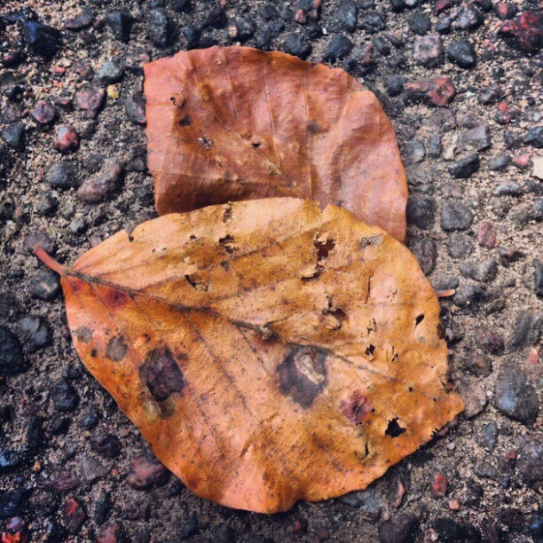 Laub im Herbst - Instagram auf Pixelino