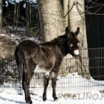 Zoo-Rostock-Winter