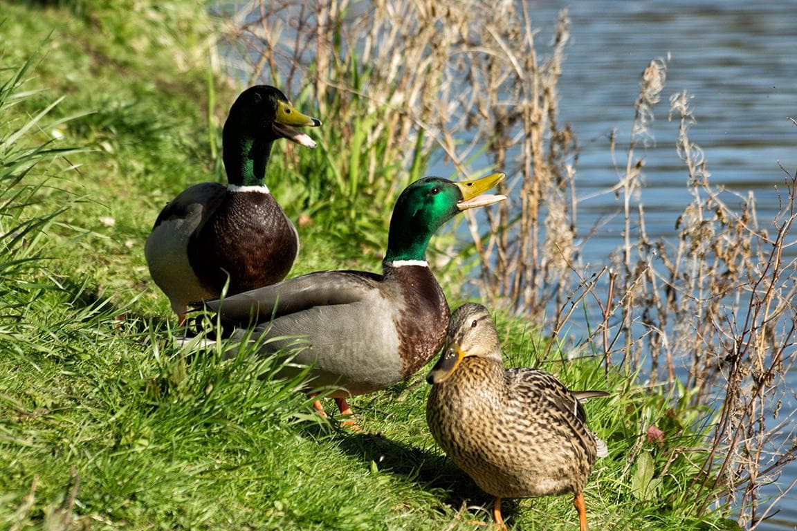 Stockenten - Enten am Ententeich