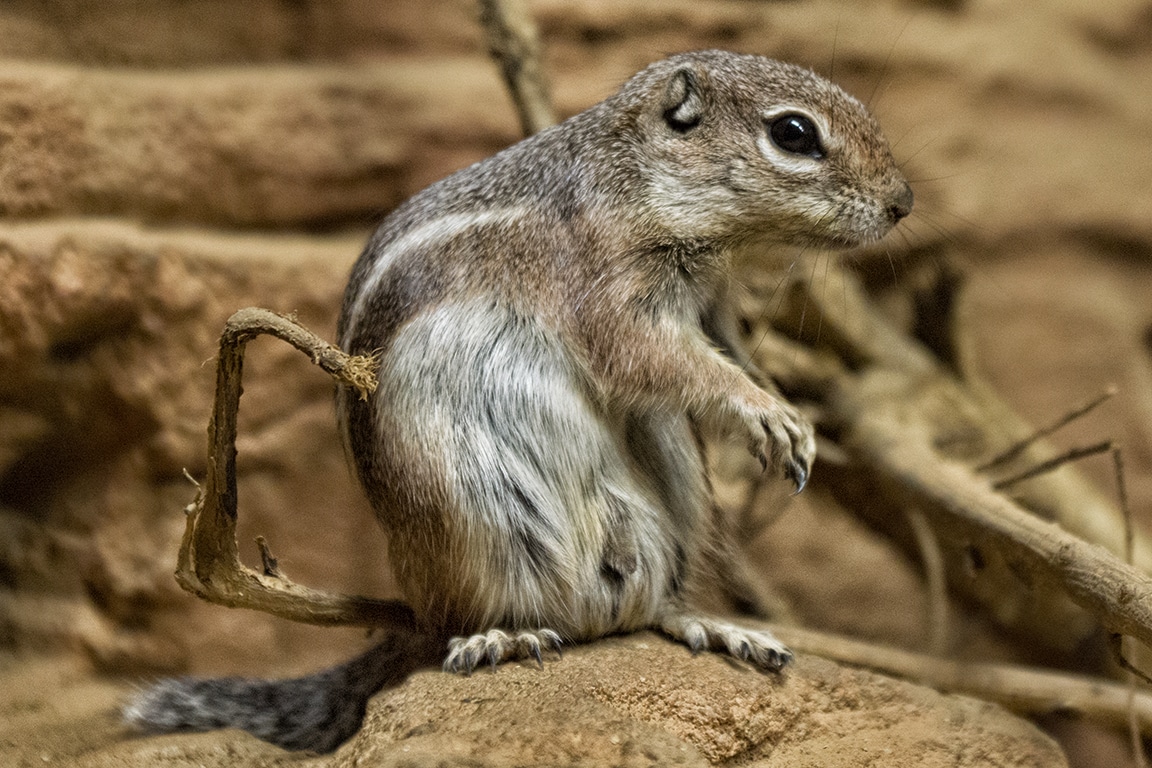 Zoo Rostock und Darwineum im März 2014