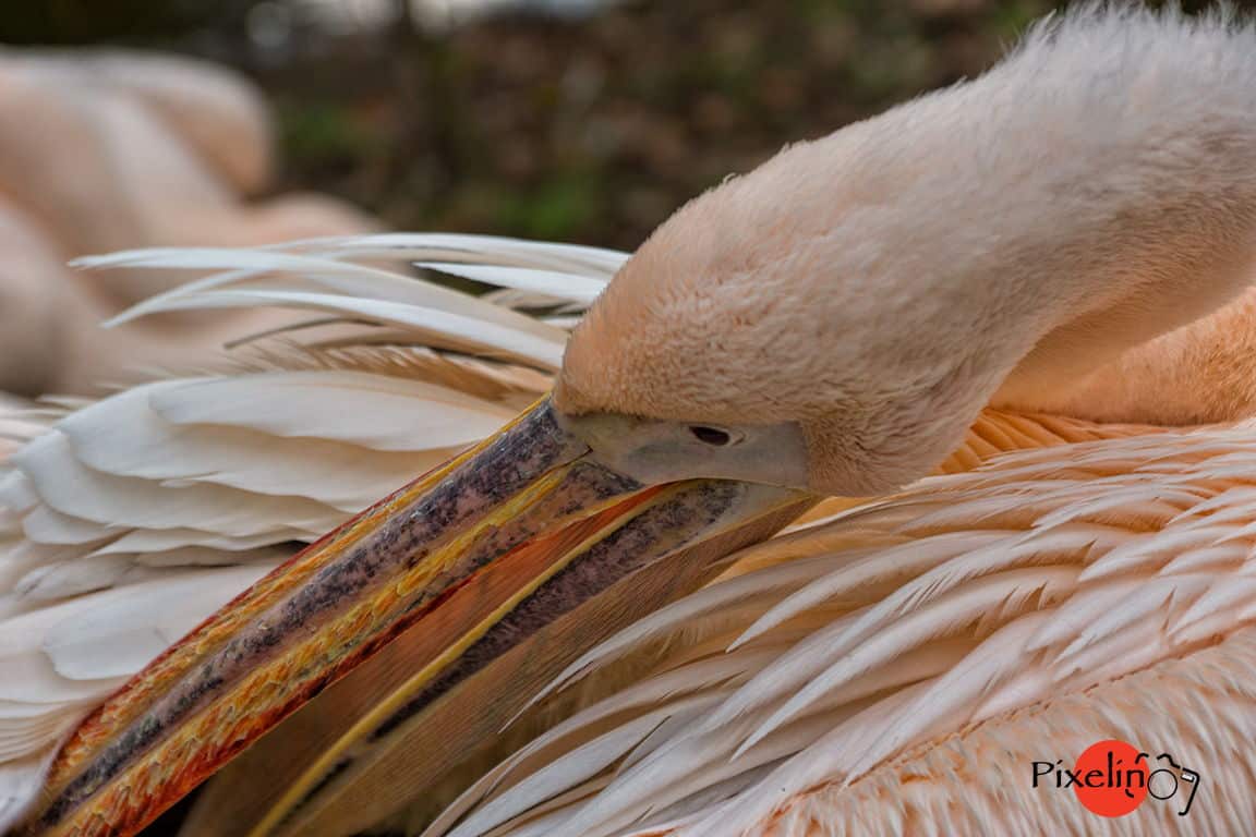 Pelikan im Zoo Rostock