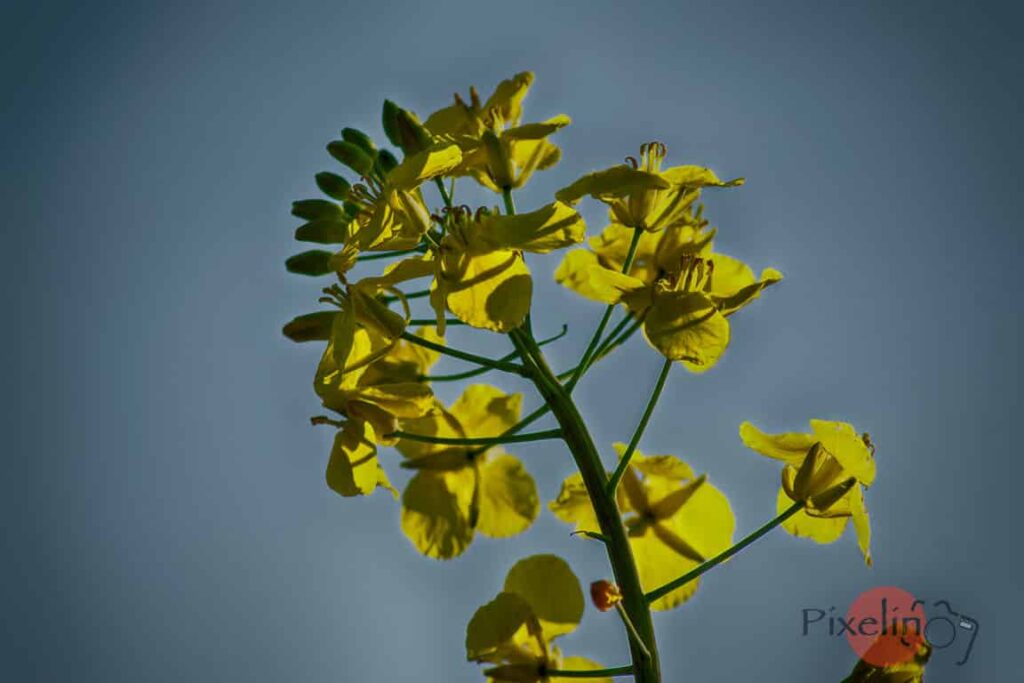 Rapsblüten im Sonnenlicht