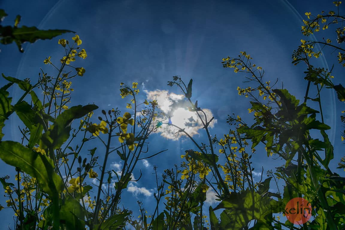 Raps im Sonnenlicht