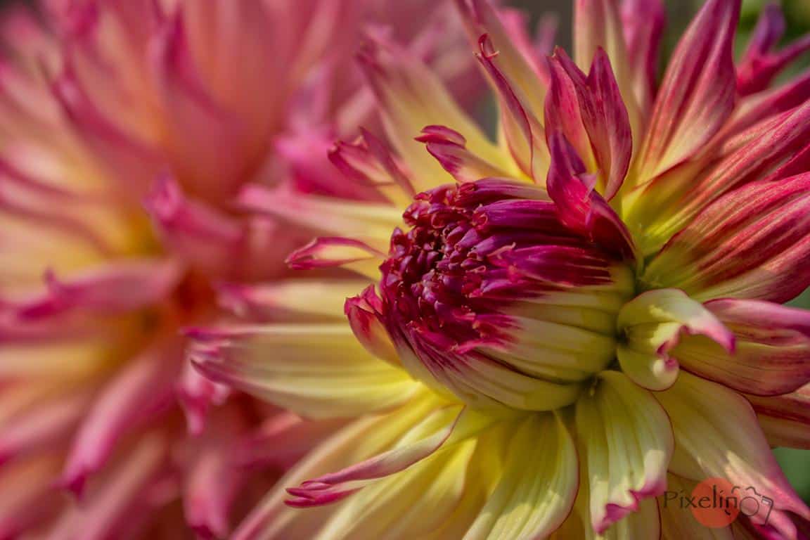 Dahlienwoche 2014 im Zoo Rostock