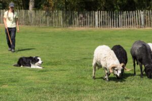 Haustiershow mit Schafe Hüten