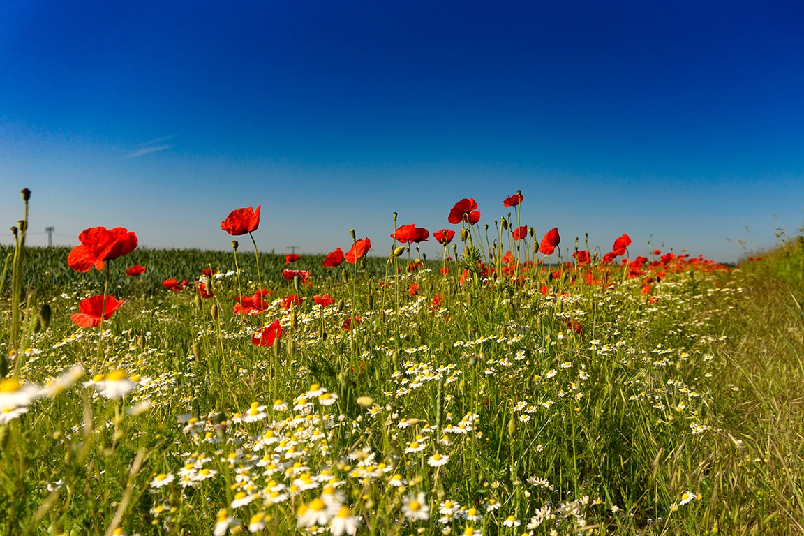 Mohnblumen am Feldrand