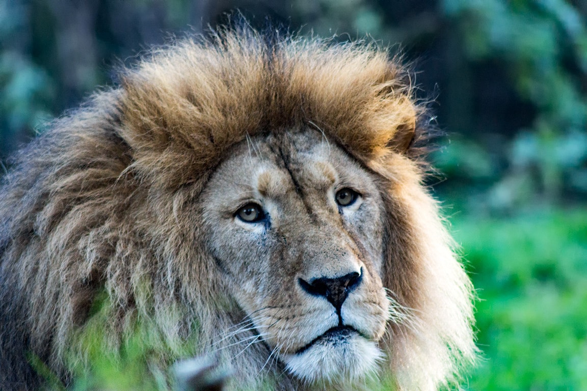 Raubkatzen Sonntagsführung Zoo Rostock