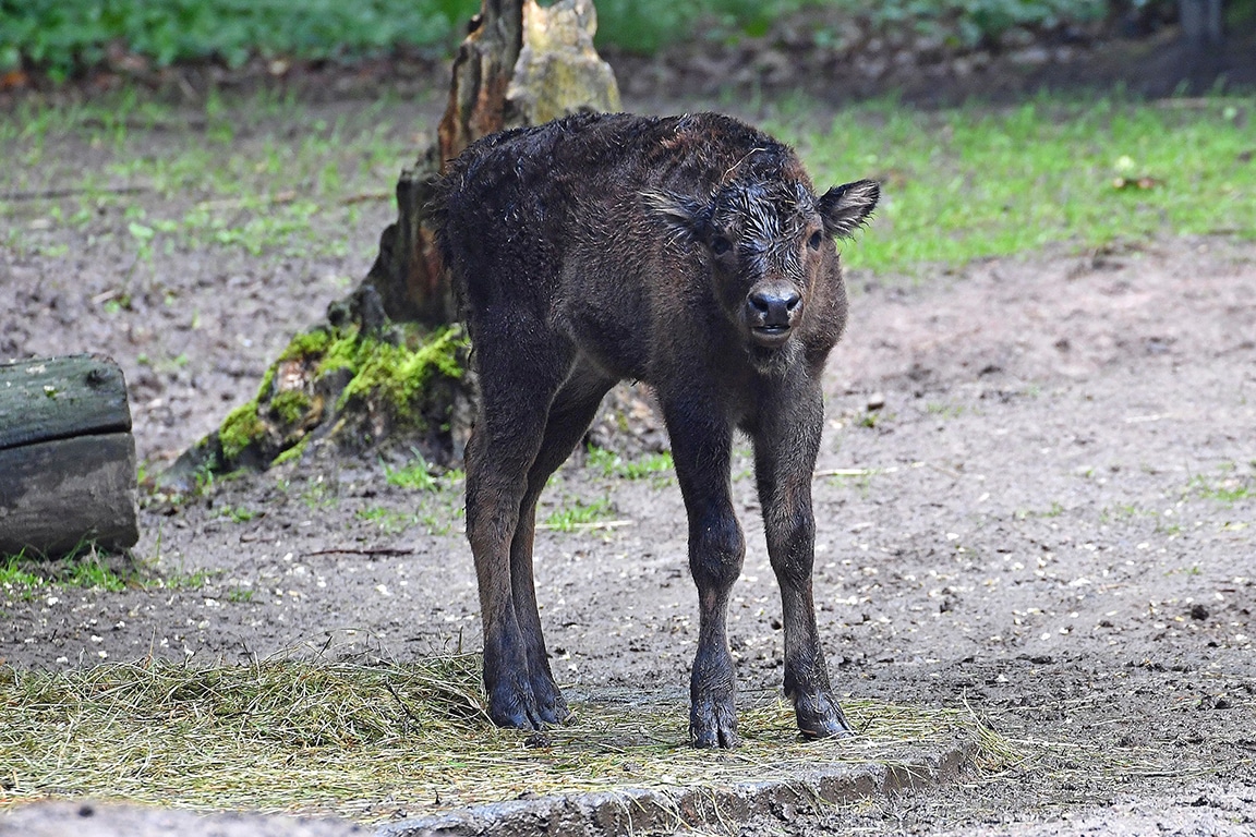 Willow kleines Wisentmädchen