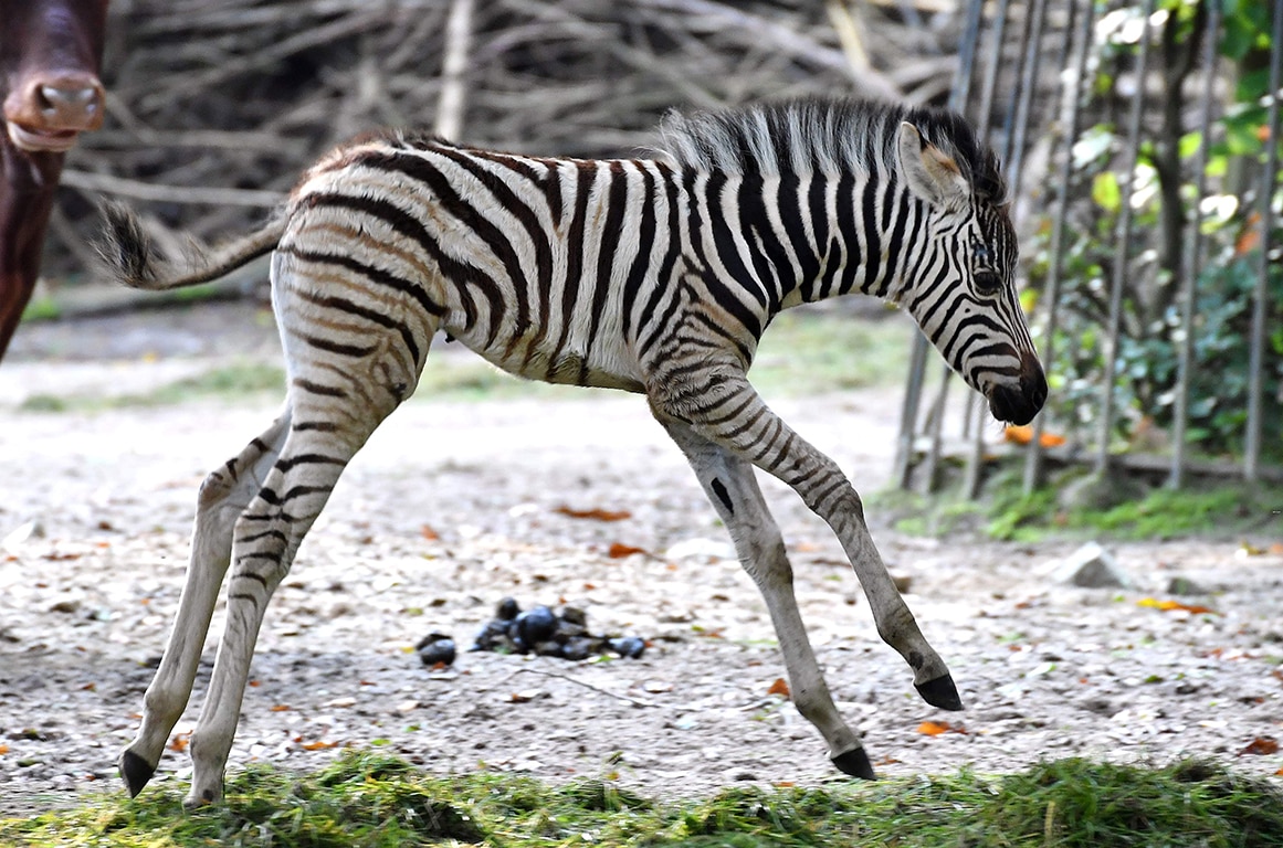 Tierpate Zoo Rostock