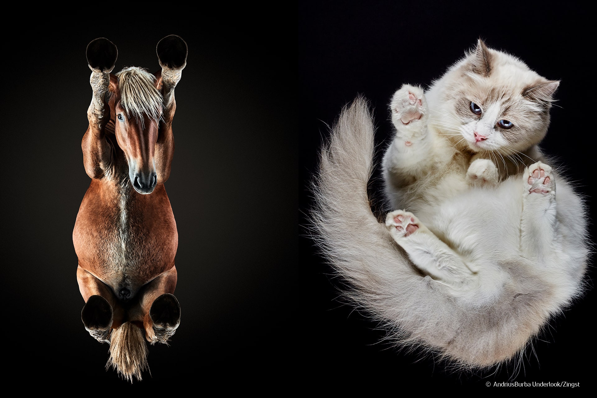 Underlook Andrius Burba Tierfotografie